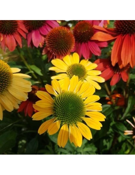 Echinacea 'summer colors' (maceta 14 cm Ø)