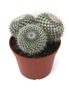 Mammillaria Hahniana (maceta 12 cm ø)