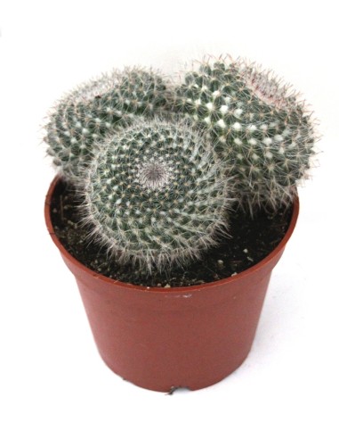 Mammillaria Hahniana (maceta 12 cm ø)