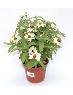 Zinia (maceta 13 cm Ø) 2