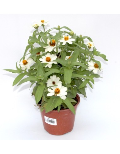 Zinia (maceta 13 cm Ø)