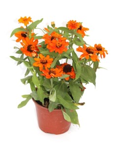 Zinia (vaso de 13 cm Ø)