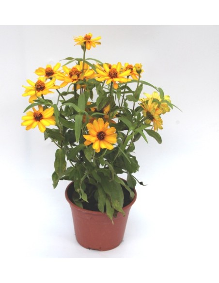 Zinia (maceta 13 cm Ø)