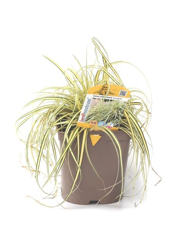 Carex oshimensis evergold (maceta 12 cm Ø)