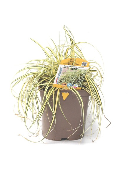 Carex oshimensis evergold (maceta 12 cm Ø)