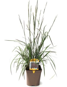 Schizachyrium Standing ovation (maceta 12 cm Ø)