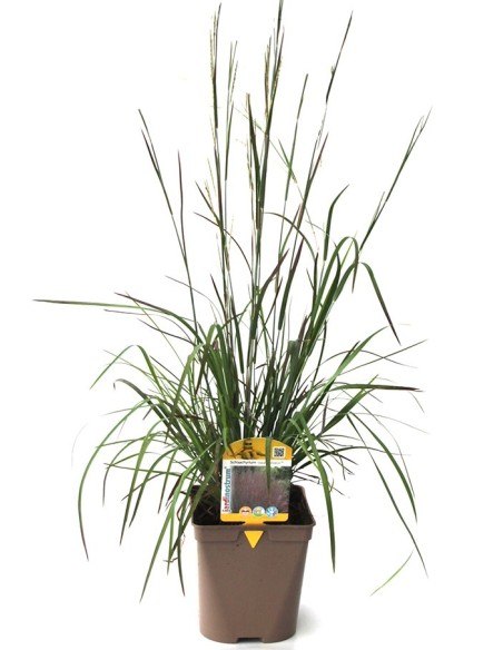 Schizachyrium Standing ovation (test 12 cm Ø)