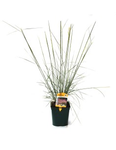 Muhlenbergia capillaris (maceta 12 cm Ø)
