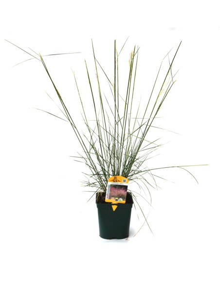 Muhlenbergia capillaris (test 12 cm Ø)