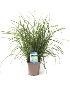 Carex Morrowii ice dance (maceta 12 cm Ø)