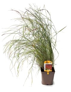Panicum virgatum Sangria (maceta 12 cm Ø)