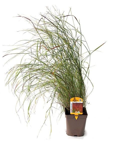 Panicum virgatum Sangria (vaso de 12 cm Ø)