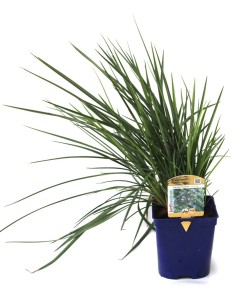 Dianella revoluta (maceta 12 cm Ø)