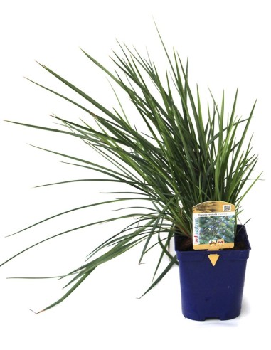 Dianella revoluta (maceta 12 cm Ø)
