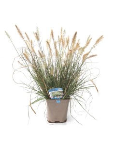 Pennisetum alopecuroides 'Hameln' (maceta 12 cm Ø)