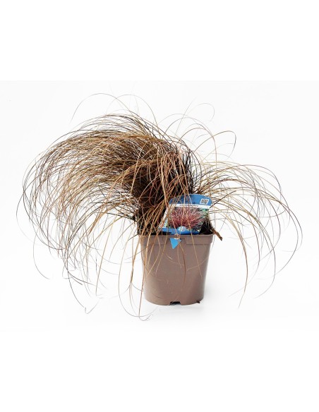 Carex flagellifera (test 12 cm Ø)