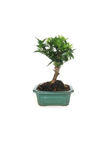 Bonsai Citrus (Citrus)