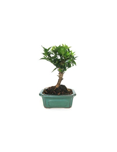 Bonsai Citrus (Citrus)