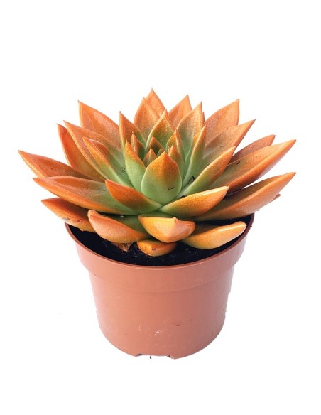 cactus echeveria