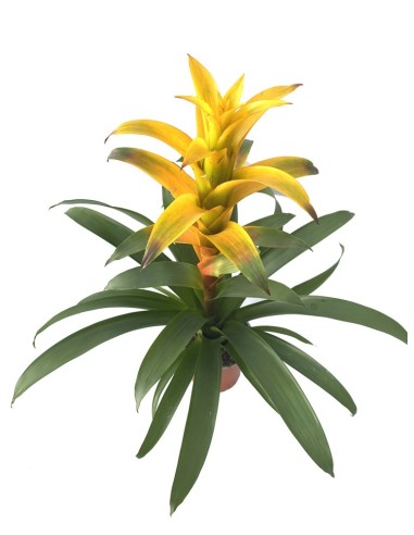 Guzmània tradicional colors (test 13 cm ø)