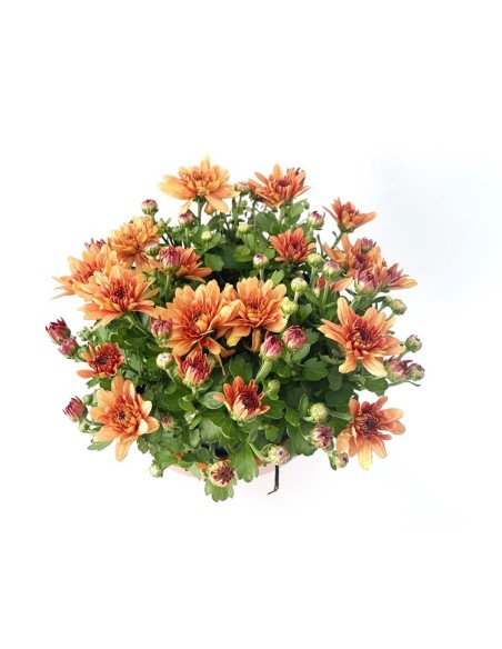 Crisantemo de bola desde 1,95€ en Germigarden