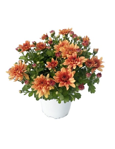 Chrysanthème boule à partir de 1,95€ chez Germigarden