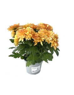 Crisantemo holandés desde 3,50 € en Germigarden