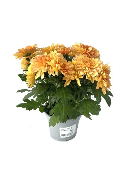 Chrysanthème Hollandais à partir de 3,50€ chez Germigarden