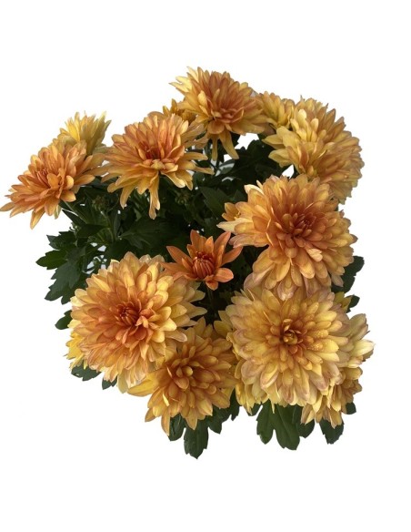 Chrysanthème Hollandais à partir de 3,50€ chez Germigarden