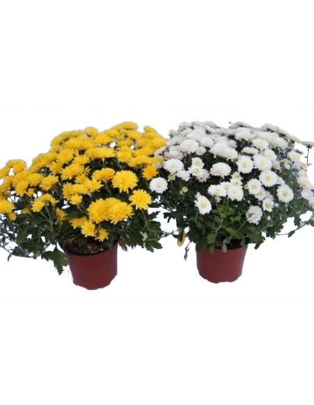 Chrysanthème boule à partir de 1,95€ chez Germigarden