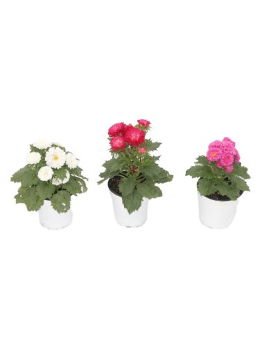Achetez couronné pour 1,95€ chez Germigarden