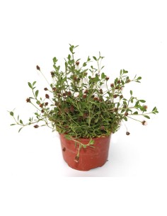 Lipia nodiflora (maceta 11 cm ø)