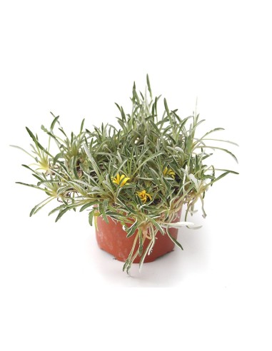 Dymondia margaretae (vaso de 11 cm ø)