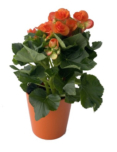Bégonia éliator à 8,95 € sur germigarden.com