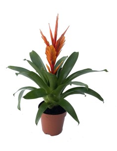 Comprar Vriesea christiane por 17,25€ en Germigarden