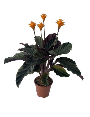 Calatea crocata (maceta 19cm Ø)