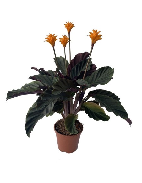 Calatea crocata (vaso de 19cm Ø)