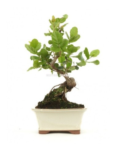 Bonsai Olivera (Olea)