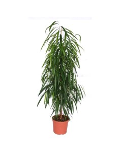 Ficus Robusta