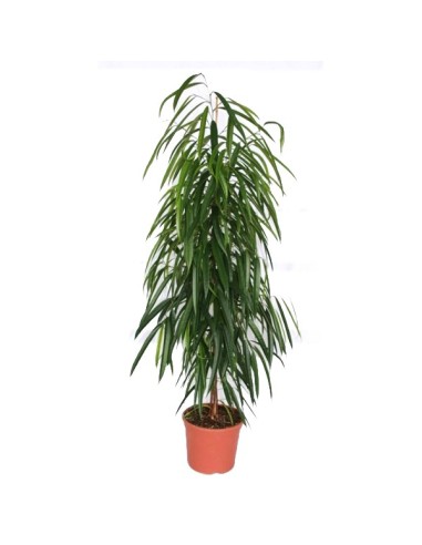 Ficus Alii (100 - 120 cm)