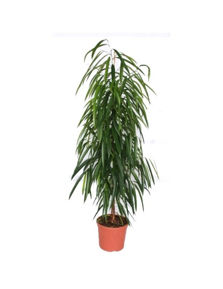 Ficus Alii (100 - 120 cm)