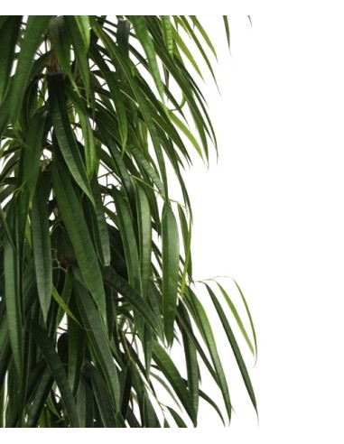 Ficus Alii (100 - 120 cm)