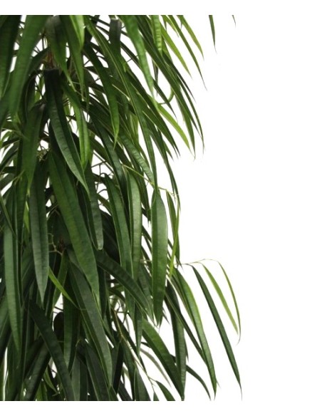 Ficus Alii (100 - 120 cm)