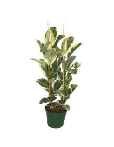 Ficus Elastica Tineke (70 - 90 cm) (2 varas)