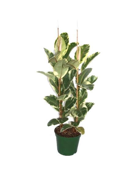 Ficus Elastica Tineke (70 - 90 cm) (2 varas)