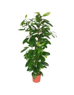 Ficus Cyatispula o higuera africana (110 - 140 cm) (2 varas)
