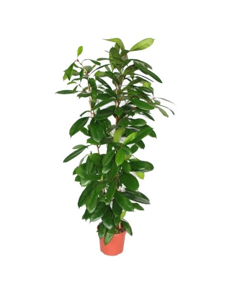 Ficus Cyatispula (110 - 140 cm) (2 vares)