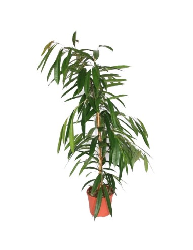 Ficus Amstel (90  - 110 cm)