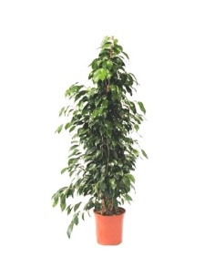 Ficus Benjamina