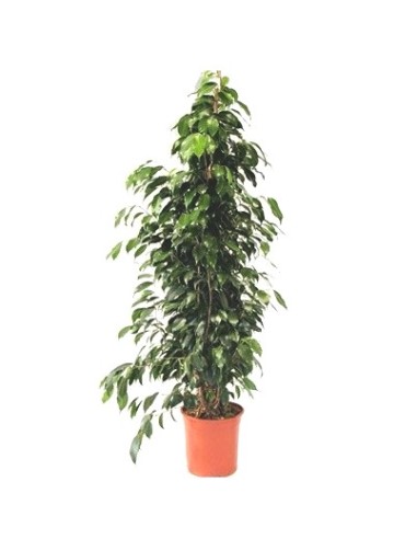 Ficus benjamina différente tailles à partir de 18,00€ chez Germigarden